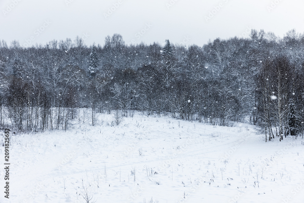 Naklejka premium Quiet snow-covered field leading to a birch and pine forest under heavy snowfall, creating a cold, serene winter landscape with soft textures, muted tones and a peaceful, solitary atmosphere