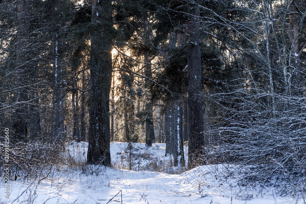 Naklejka premium Sunlit winter forest path winding between tall pines and birches, snow dusting branches and ground. Soft golden backlight filters through trees, creating a peaceful, cold and tranquil woodland scene