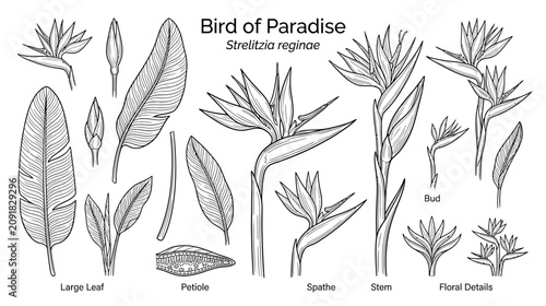 Bild auf Leinwand Bird of Paradise Flower Botanical Illustration - Strelitzia Reginae