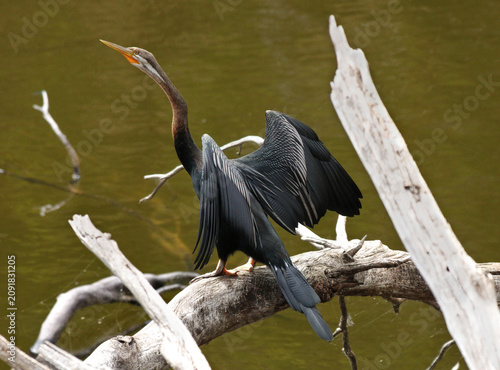 Tableau sur toile Australasian Darter (Anhinga novaehollandiae) on Lake Surprise, Victoria, Austra
