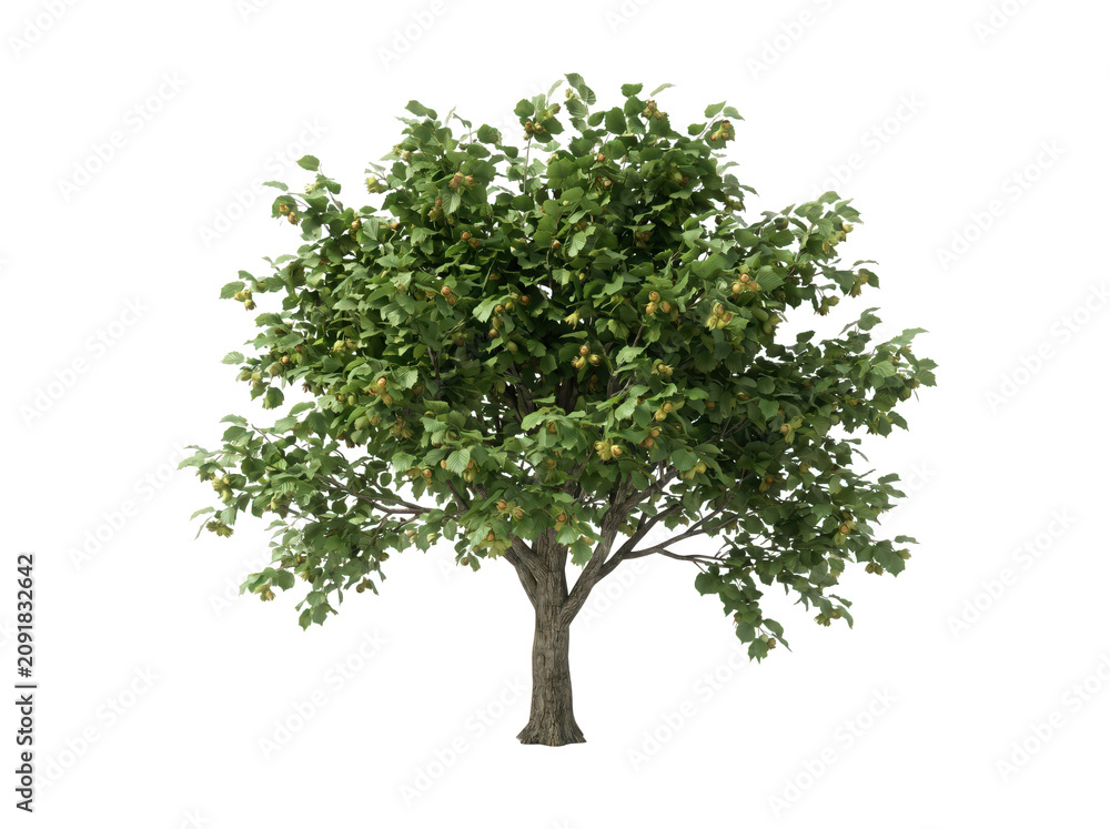 Obraz premium Lush green tree with full foliage standing outdoors