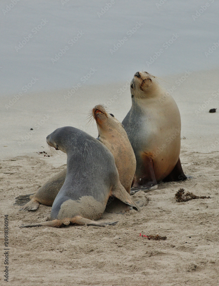 Fototapeta premium Australian Sea Lions (Neophoca cinerea) Resting on Beach at Seal Bay, Kangaroo Island, South Australia