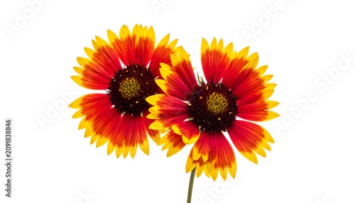 Vibrant Red and Yellow Blanket Flowers Blooming on Isolated White Background