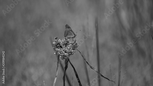 Fotografía Butterfly rests upon a wild seed head plant in black and white