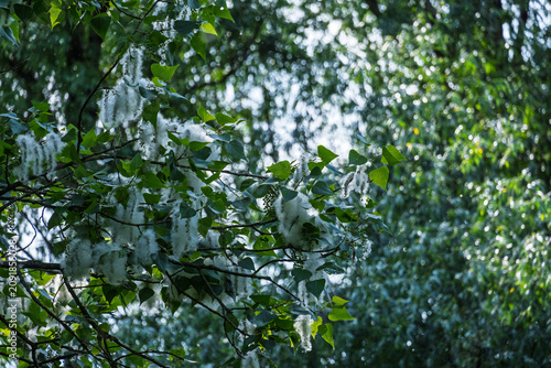 A close-up view of green poplar branches covered in fluffy white cotton-like seeds, set against a soft, sunlit background of dense foliage