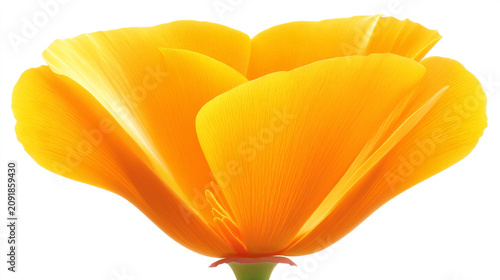 Bright yellow california poppy flower blossom isolated on white background with botanical