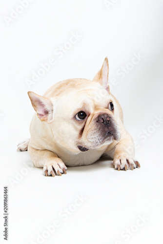 Adorable White French Bulldog Portrait