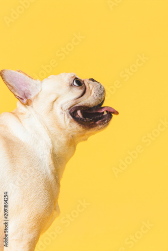 Adorable White French Bulldog Portrait