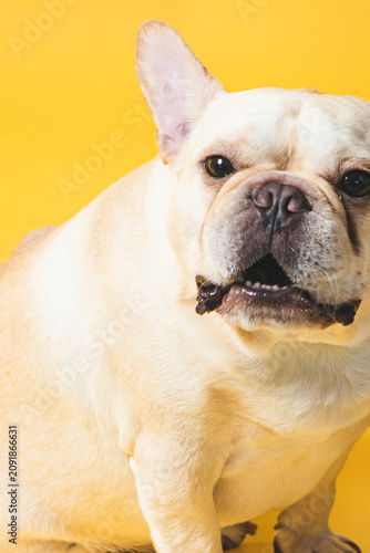 Adorable White French Bulldog Portrait