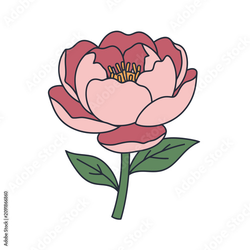 Pink peony flower vector illustration