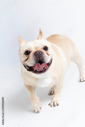 Adorable White French Bulldog Portrait
