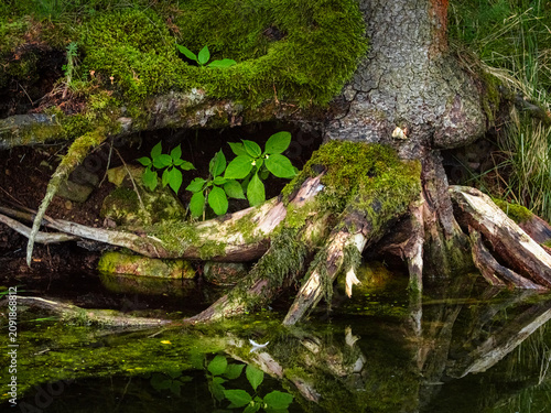 Old tree roots covered with green moss by the water with reflection in the pond.