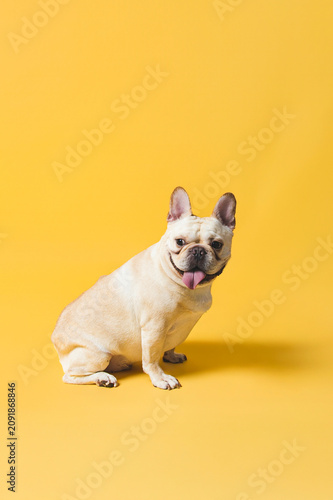 Adorable White French Bulldog Portrait