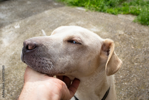Close-up side profile of a light tan dog squinting its eyes with pleasure while a human hand scratches and massages its chin outdoors on a sunny day.
