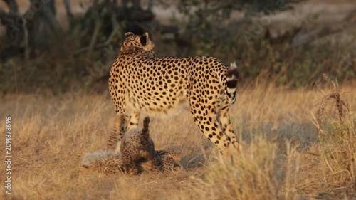 playful cheetah cubs in golden light