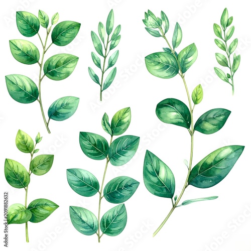 Lush Green Leaves Branches Watercolor