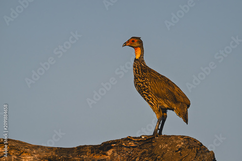 Canvas Print Yellow-necked spurfowl in profile on dead log