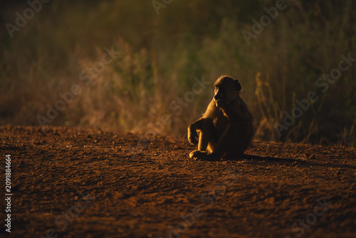 Canvas Print Yellow baboon sits with catchlight on track