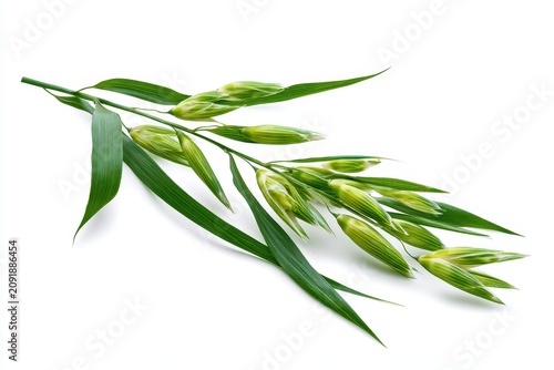 Green oat branch resting on white background in a macro shot for agriculture and healthy food marketing