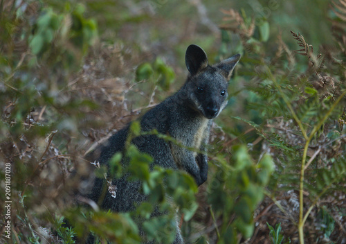 Cuadro en lienzo Swamp Wallaby (Wallabia bicolor) in Coastal Bushland at Resolute Beach, New Sout