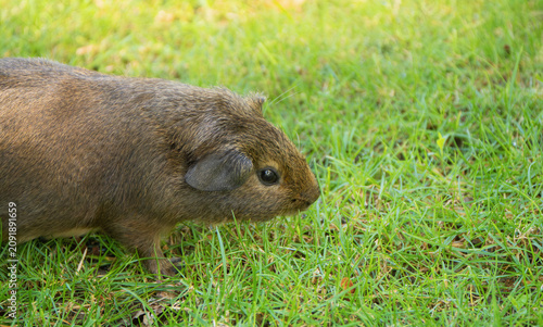 Fotografía Cute Brown Agouti Guinea Pig Exploring and Walking on Fresh Green Grass in Garden - Adorable Fluffy Cavy Sniffing Around Backyard Meadow, Concept for Pet Care, Veterinary and Natural Rodent Behavior