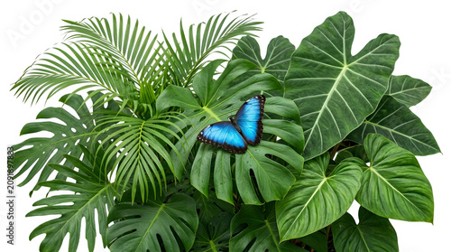 PNG Tropical Plant with Large Green Leaves and Blue Butterfly Isolated on Transparent Background