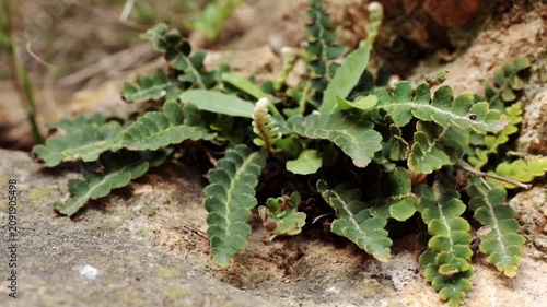 Asplenium ceterach, Rustyback Fern Growing on Rocky Surface