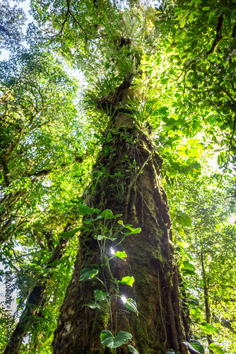 Urlaub im Regenwald von Costa Rica