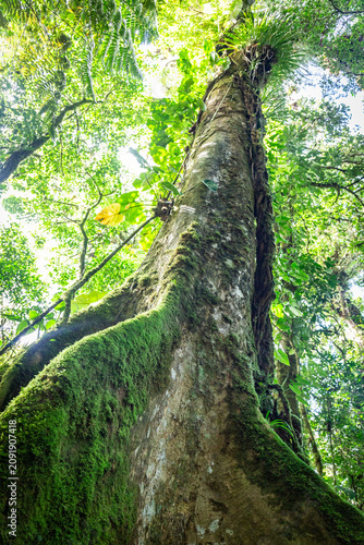 Urlaub im Regenwald von Costa Rica