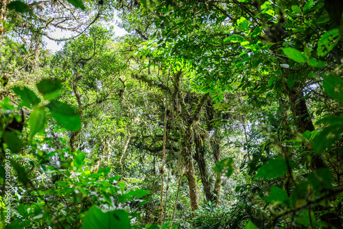 Urlaub im Regenwald von Costa Rica
