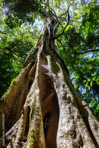 Urlaub im Regenwald von Costa Rica