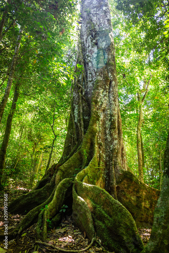 Urlaub im Regenwald von Costa Rica