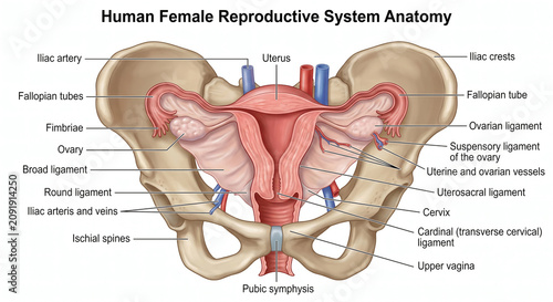 Anterior view of human female reproductive system anatomy isolated on white background.