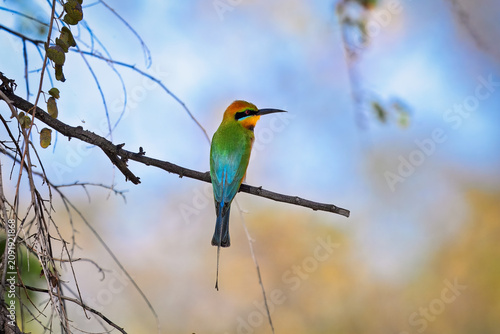 Australian rainbow bee-eater perched on a branch