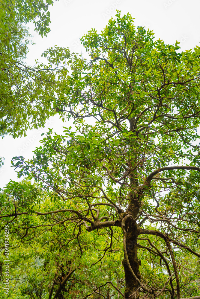 Fototapeta premium Low angle view of lush green trees in Kareri Lake forest under a bright overcast sky in Himachal