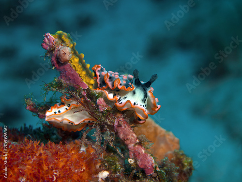 This striking marine gastropod. Close-up of the colorful nudibranch Dermatobranchus ornatus feeding on soft coral in Raja Ampat, West Papua, Indonesia