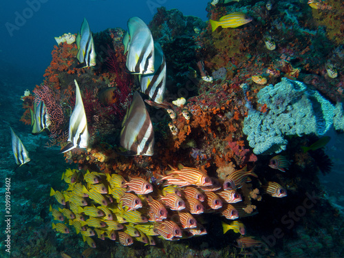 Thriving schools of tropical reef fish gather around a coral bommie at the famous Blue Magic dive site in the Dampier Strait, Raja Ampat, Indonesia.