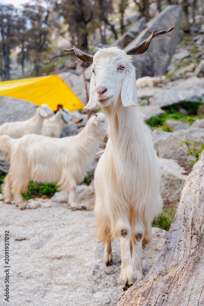 Fototapeta premium White Goat Standing in Rocky Mountain Landscape at Kareri Lake Dharamshala in a Natural Scenic Style