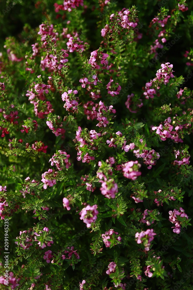 Fototapeta premium Every morning when I walk in the park, I come across beautiful flowers; even after the rain last night, they look fresh and lovely.