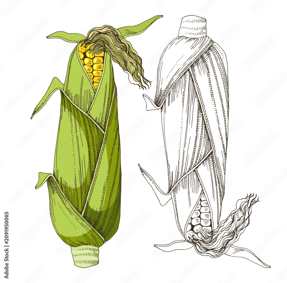 Obraz premium Corn cobs hand drawn vector illustration