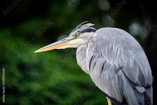Konstfotografi Graureiher ( Ardea cinerea ) .