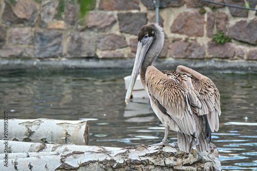 Braunpelikan ( Pelecanus occidentalis ).