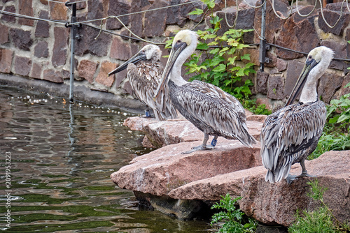 Braunpelikan ( Pelecanus occidentalis ).