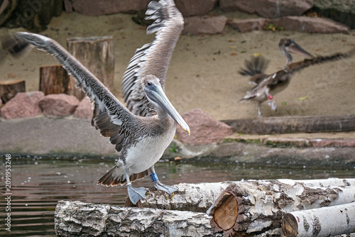 Braunpelikan ( Pelecanus occidentalis ).