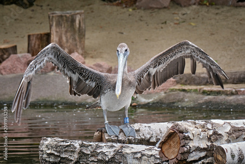 Braunpelikan ( Pelecanus occidentalis ).