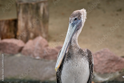 Braunpelikan ( Pelecanus occidentalis ).