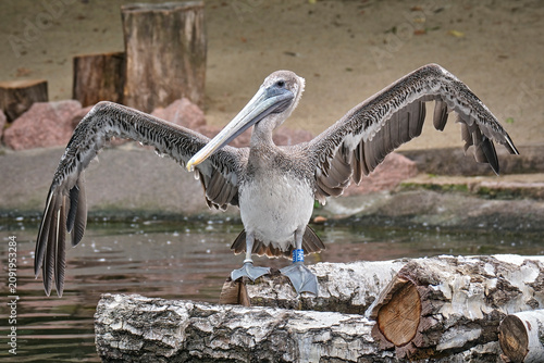 Braunpelikan ( Pelecanus occidentalis ).