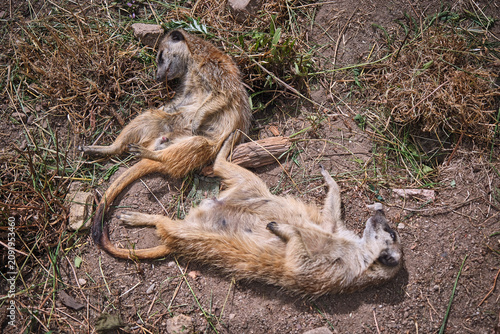 Fotografie Erdmännchen ( Suricata suricatta ).