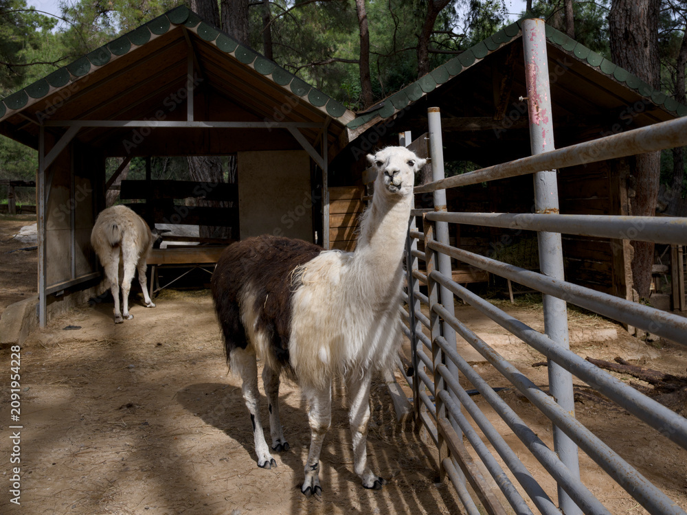 Fototapeta premium Adorable llama standing on a rural farm