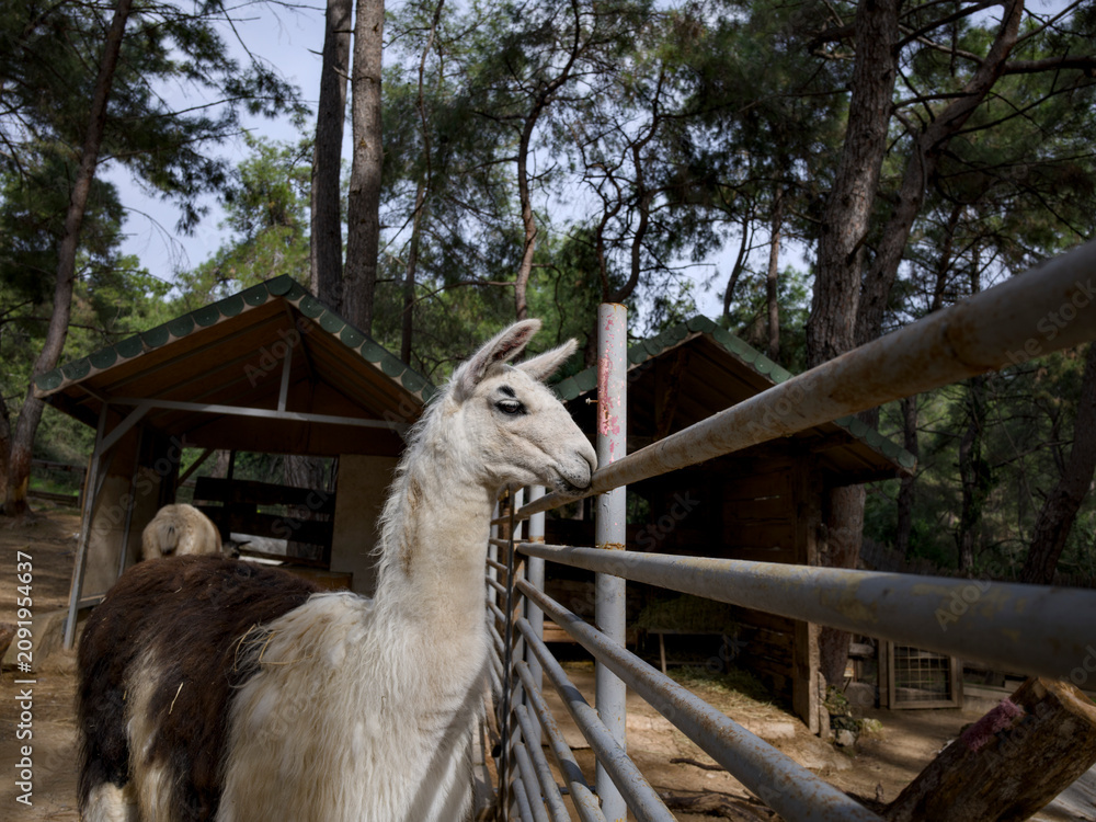 Fototapeta premium Adorable llama standing on a rural farm